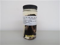 藏品(家八哥)的圖片